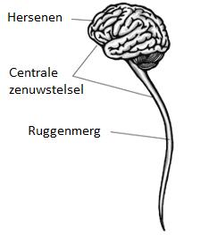 centrale zenuwstelsel
